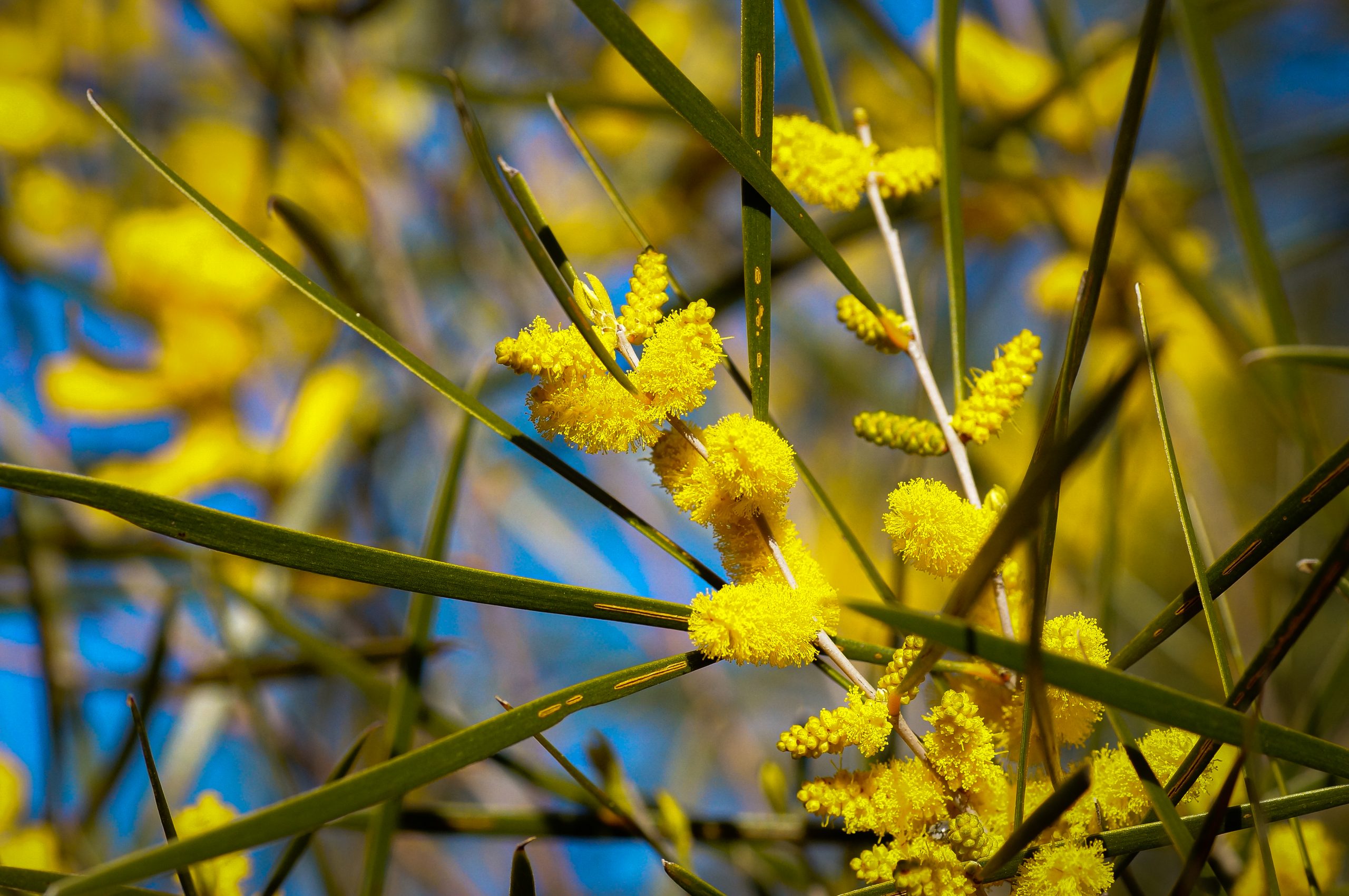 Wheatbelt Shrub