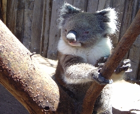 Wave Rock Wildlife Park