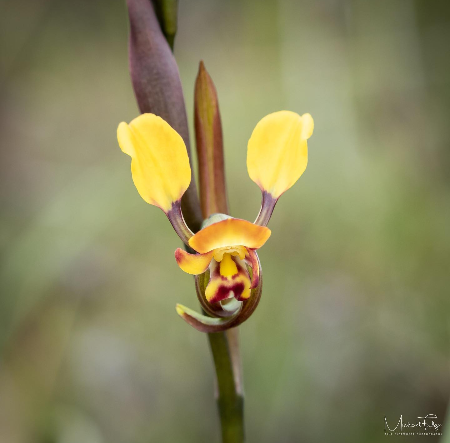 Michael-Donkey Orchid (2)