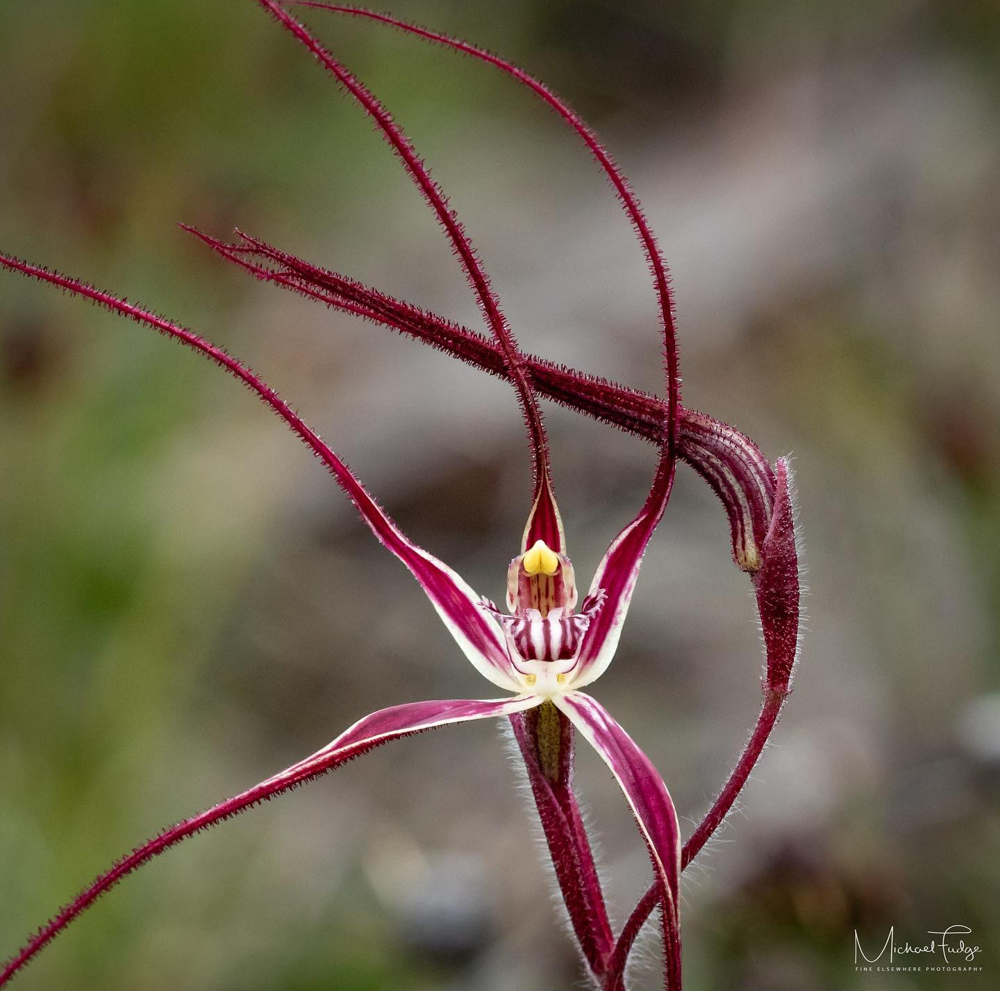 Michael-Spider orchid (2)