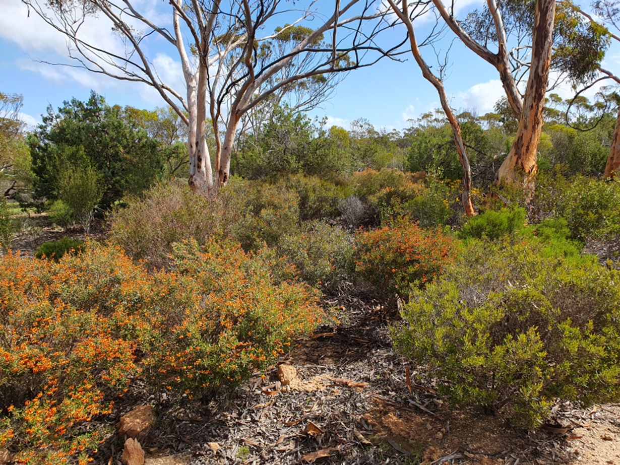 Tamma Shrubs